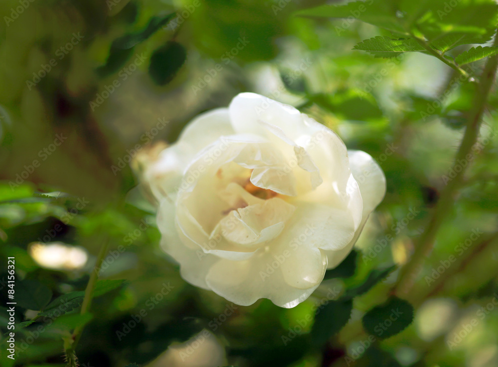 Obraz premium white rose