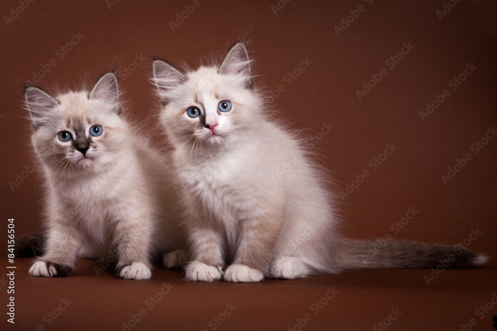 Two Siberian kitten sitting and looking at the camera