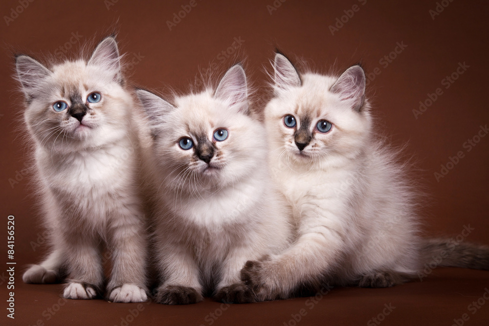 Three Siberian kitten sitting and looking at the camera