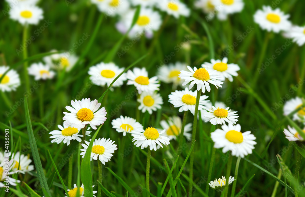 White daisies meadow. White daisies meadow.