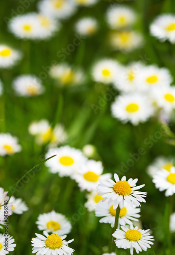 White daisies meadow.