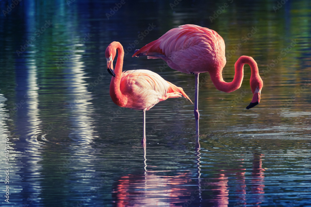 Fototapeta premium Two pink flamingos standing in the water