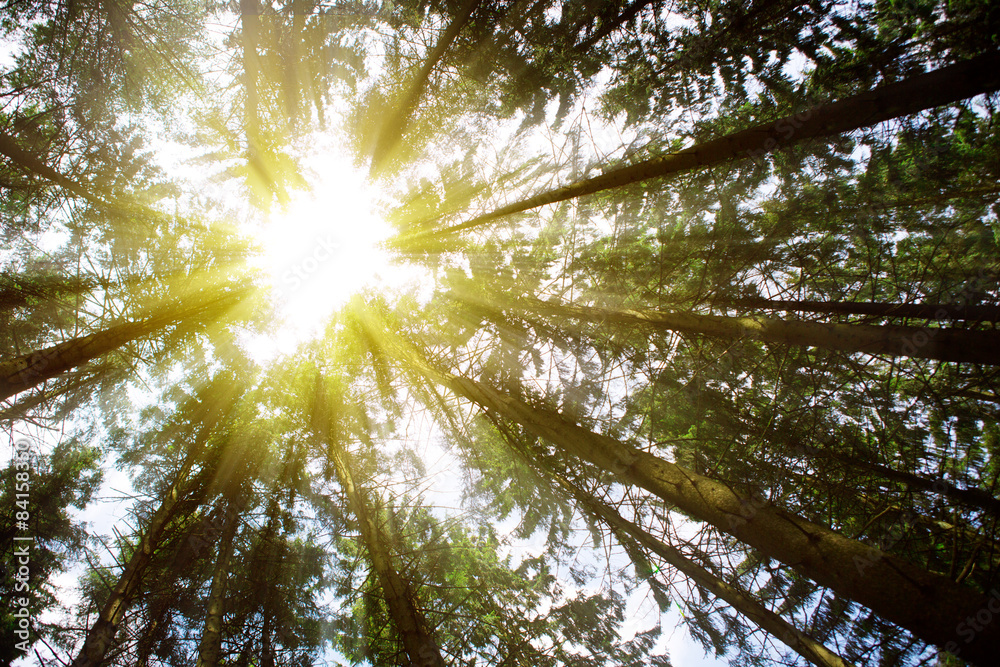 Obraz premium Sunlight in Forest.