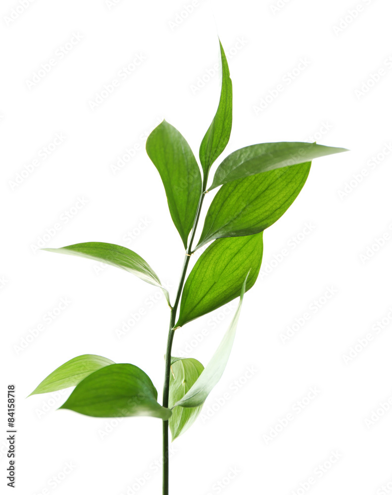 Branch with fresh green leaves, isolated on white Branch with fresh green leaves, isolated on white