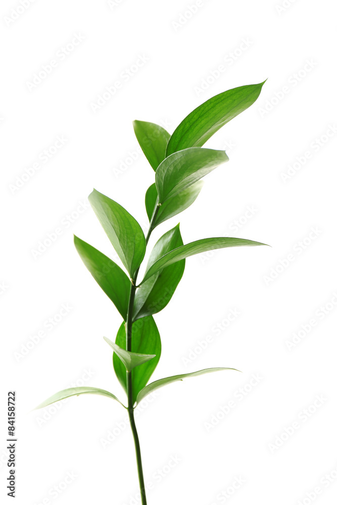 Branch with fresh green leaves, isolated on white Branch with fresh green leaves, isolated on white