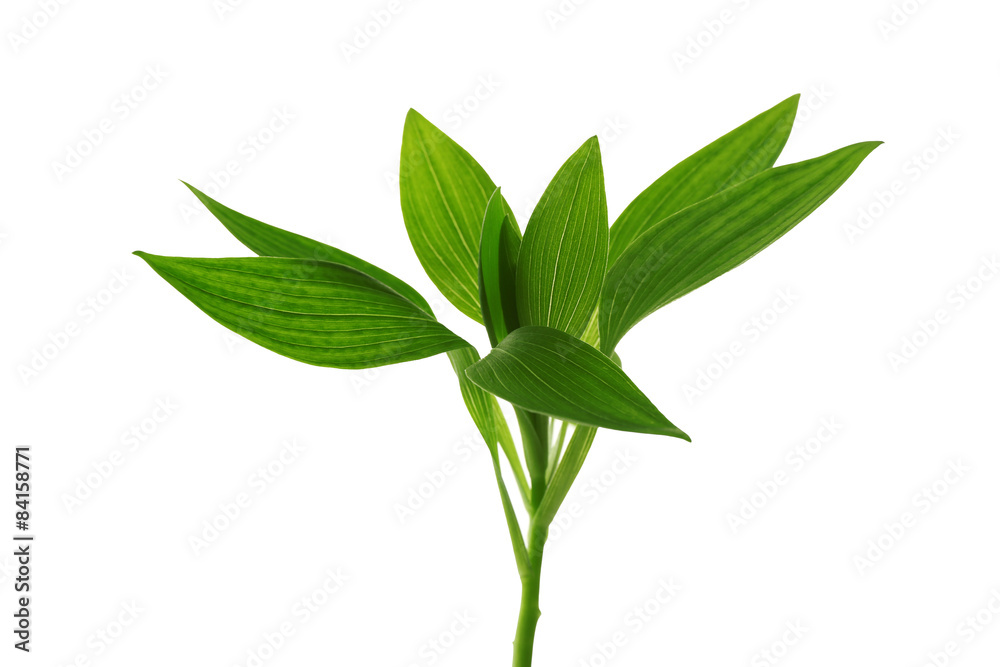 Branch with fresh green leaves, isolated on white