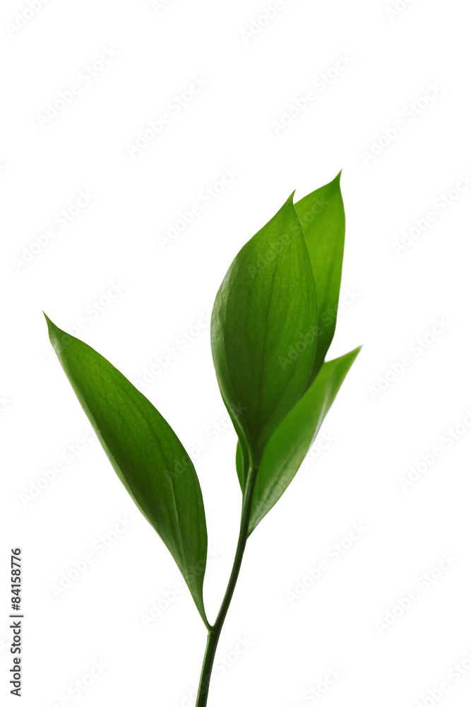 Branch with fresh green leaves, isolated on white Branch with fresh green leaves, isolated on white