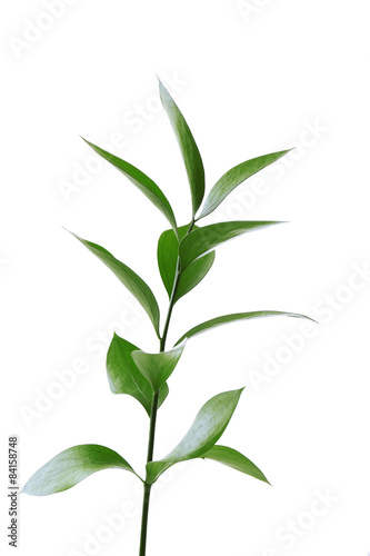 Branch with fresh green leaves, isolated on white