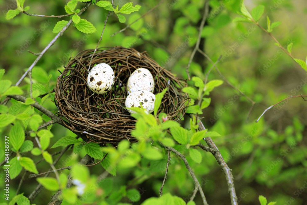 Wicker nest with eggs over green tree background Wicker nest with eggs over green tree background
