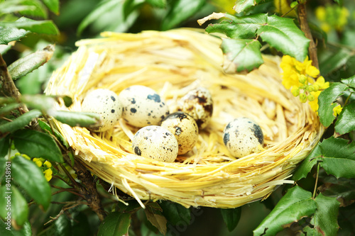 Wicker nest with eggs over green tree background
