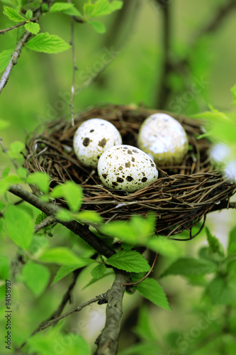 Wicker nest with eggs over green tree background