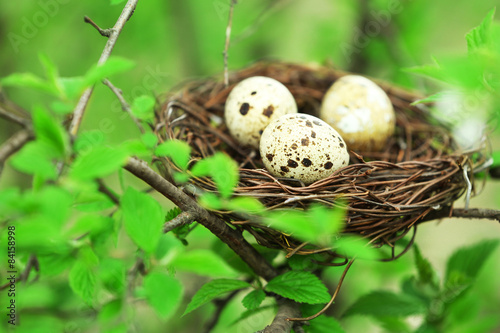 Wicker nest with eggs over green tree background