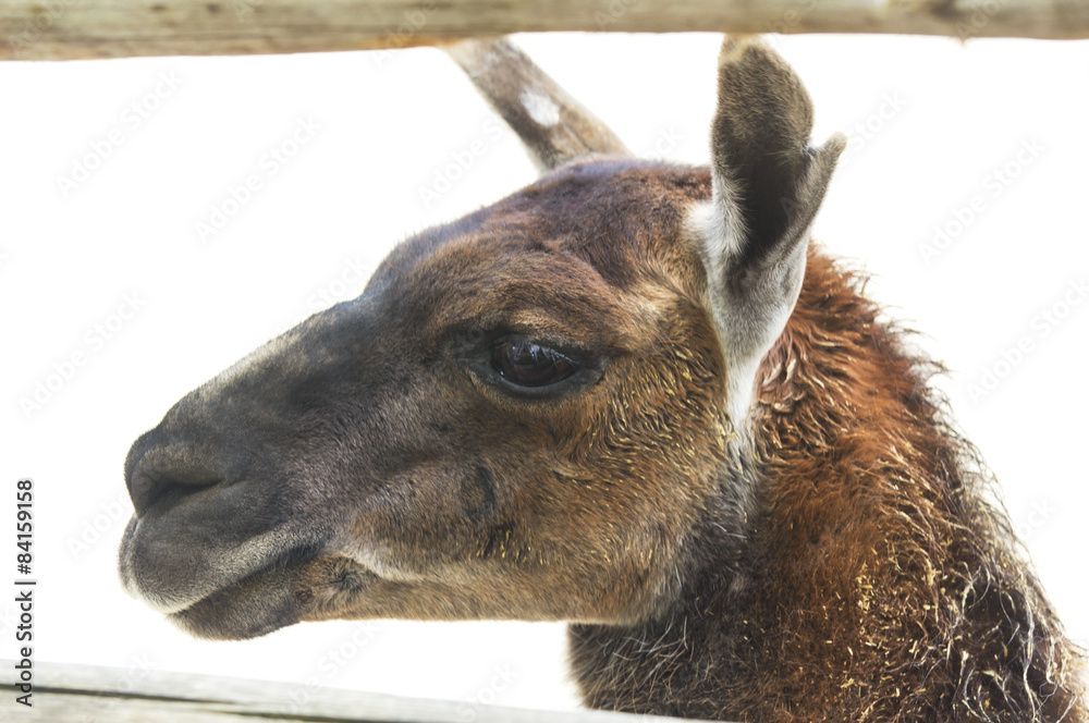 Fototapeta premium Llama in zoo