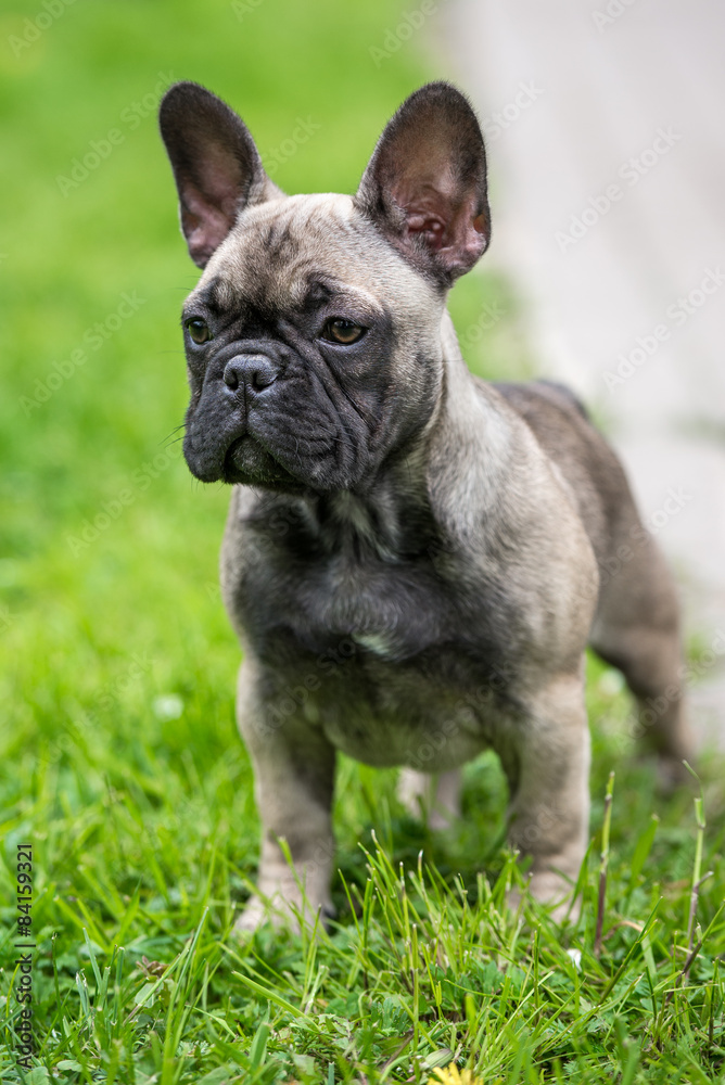 french bulldog puppy outdoors