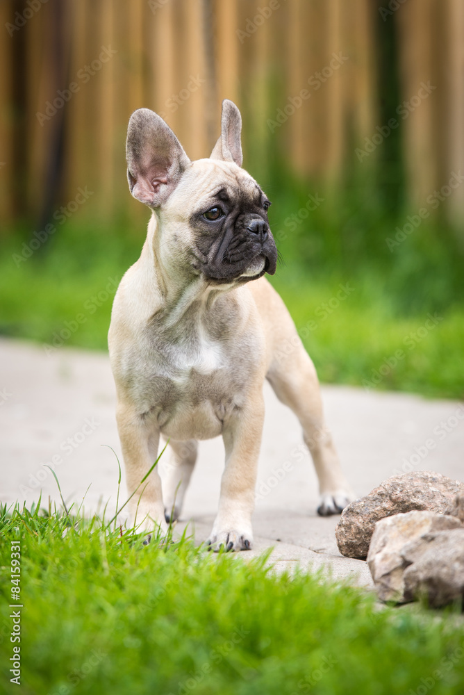 adorable french bulldog puppy standing outdoors