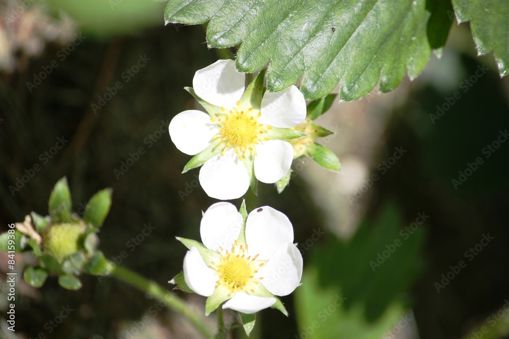Strawberry plants with white flowers in the garden in Germany Strawberry plants with white flowers in the garden in Germany