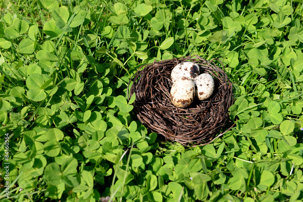 Fototapeta premium Nest with bird eggs over green bush background