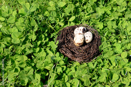 Nest with bird eggs over green bush background