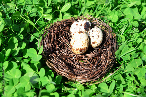 Nest with bird eggs over green bush background