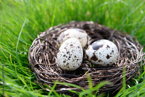 Nest with bird eggs over green grass background