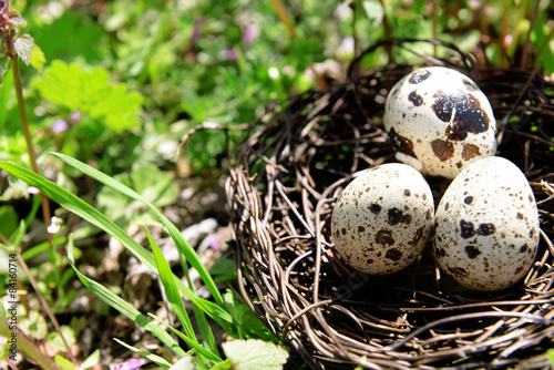 Nest with bird eggs over flowers background