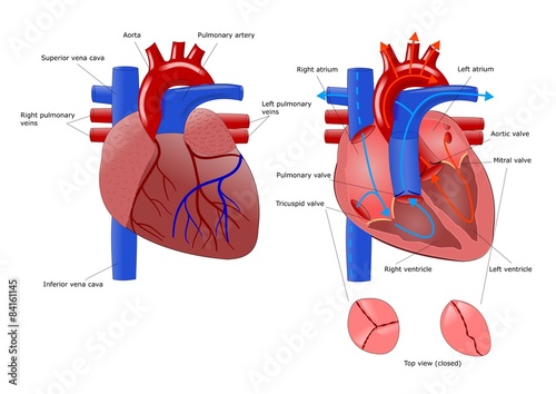 anatomia del cuore e sua sezione
