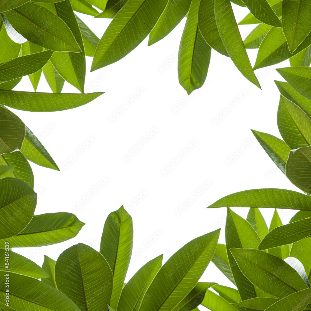 green leaf isolated on white background,