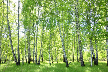 Fotobehang Berkenbos Stil berkenbos in natuurlijke sfeer  © rufar