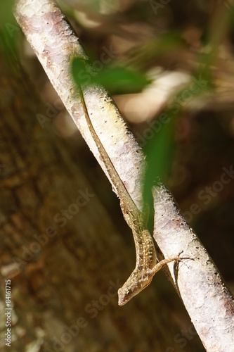 Bahamaanolis (Norops sagrei,  Anolis sagrei) photo