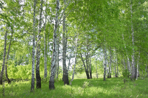 birch forest #84161783