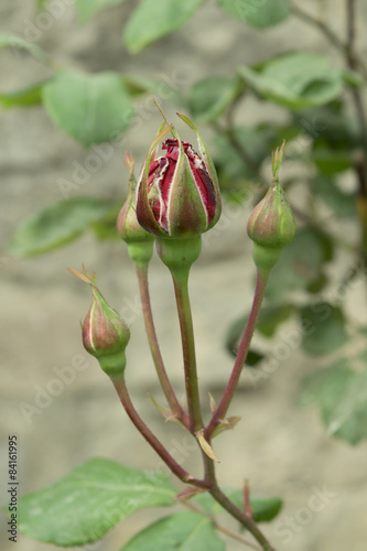 rosebud