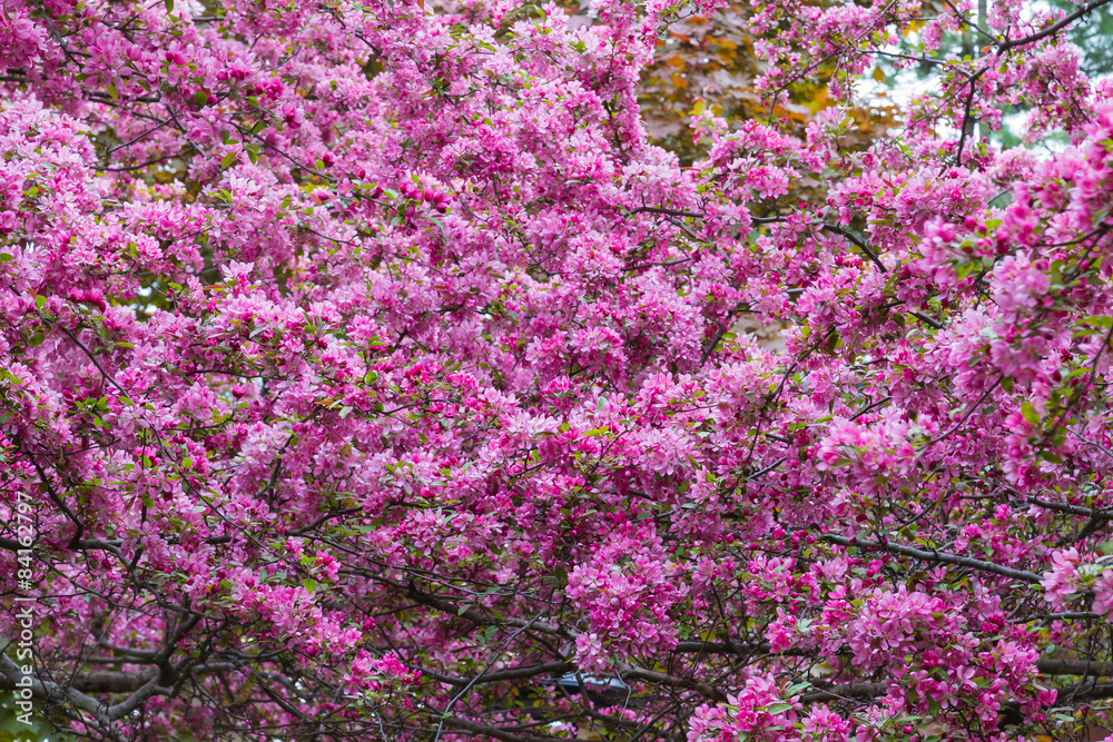 Crabapple Blossoms background