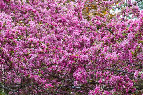Crabapple Blossoms background