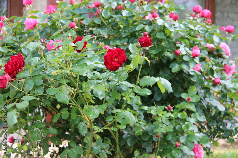 Obraz premium Rosier rose