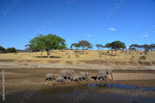 Elephants walking in Tanzania