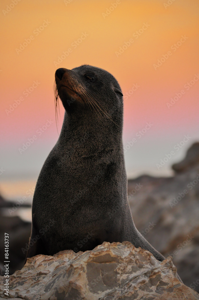 Fototapeta premium Fur seal in sunset
