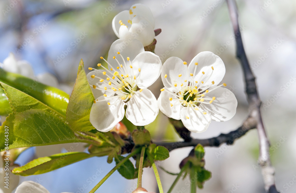 Obraz premium apple-tree flowers 