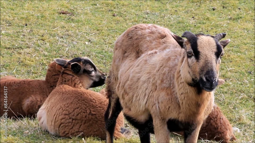 cameroon ewe sheep with lambs in the meadow, spring
cameroon ewe sheep with lambs in the meadow, spring