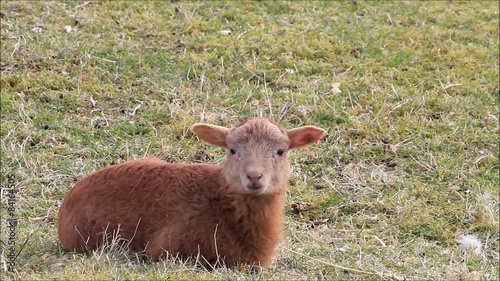 brown young lamb lying in the meadow 
