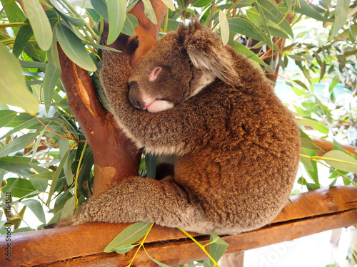 Photography Koala sleeping on a tree