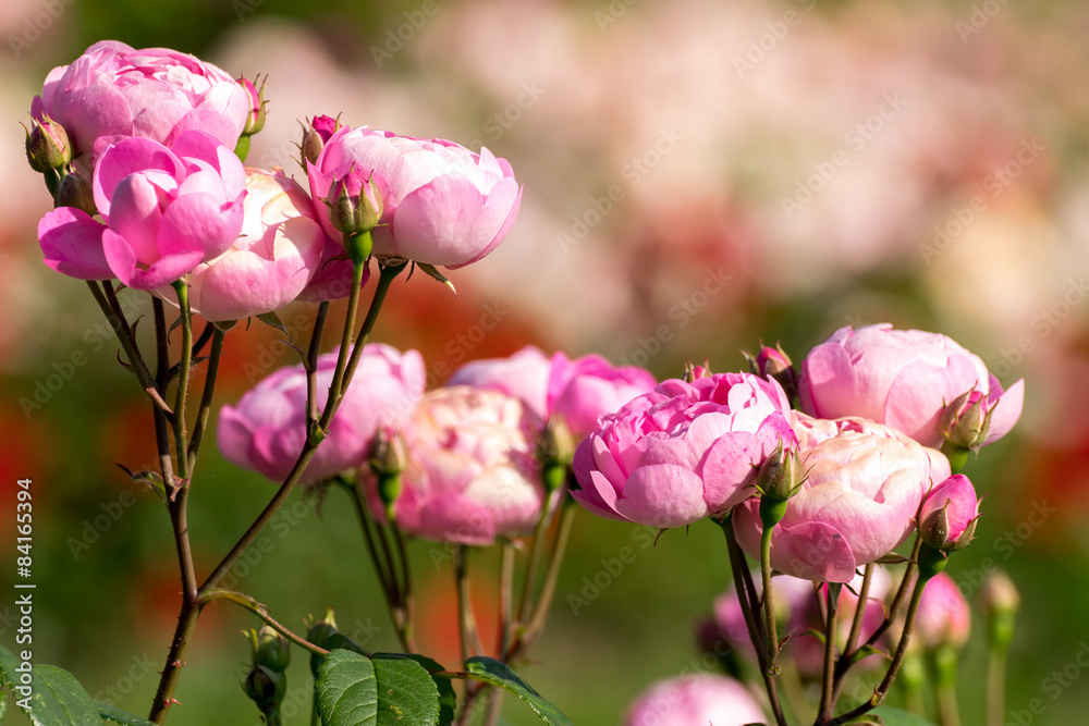 Fototapeta premium Flowers and colors at spring