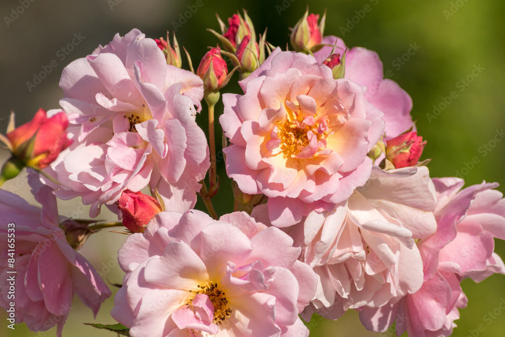 Flowers and colors at spring