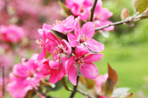 Branch of flowering tree, closeup