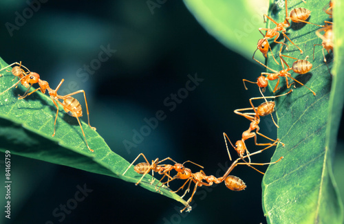 Most jedności mrówek