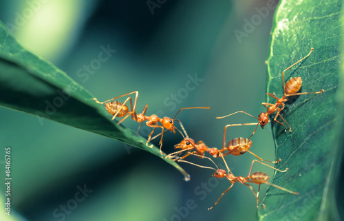 Ant bridge unity