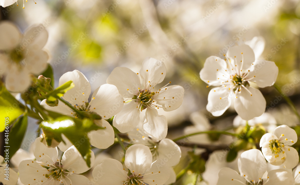 Obraz premium apple-tree