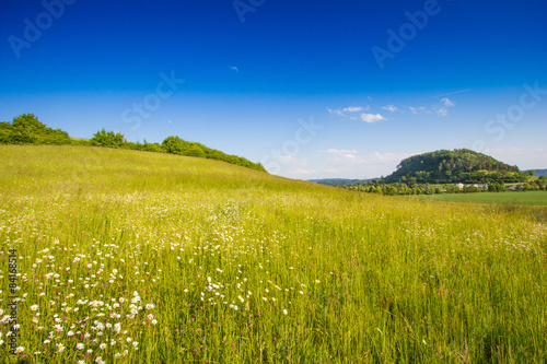 Fototapeta Naklejka Na Ścianę i Meble -  Blumenwiese