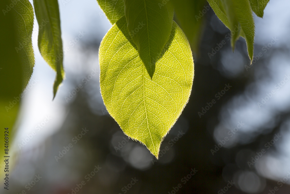 Green leaves under the rays spring sun Green leaves under the rays spring sun