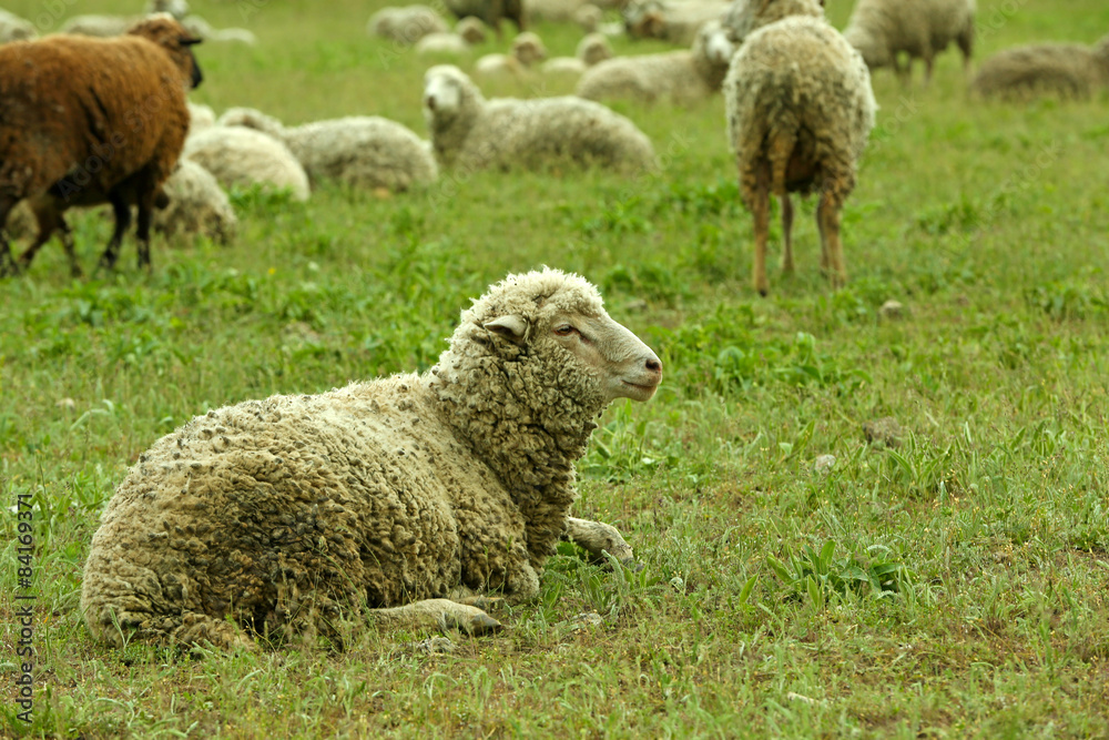 Sheeps grazing in meadow