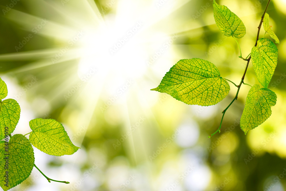 Obraz premium branch with leaves